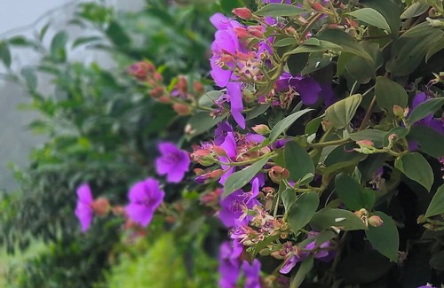 Namsaling Cottage | Zero Points TheLaure cottage Shreeantu