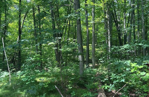 West Branch Cabin | Cozy 2-bedroom cabin in serene West Branch with AC, WiFi