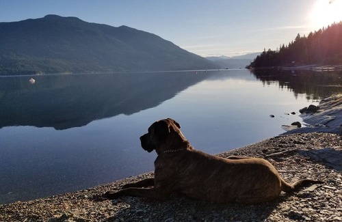 Salmon Arm Cabin | Glow, a canvas cottage with lake views and lake access. Glamping at its finest.