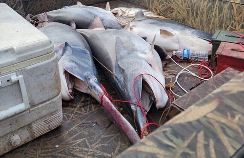 Osceola Apartment | Charming Micro Cabin near Truman Lake in the Ozarks!