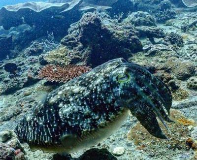 Coron Town Proper Boat Rental | Awesome dive center