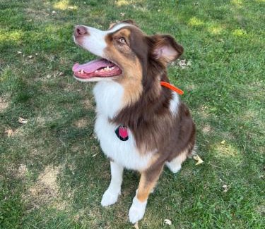 Schaumburg House | test 2233