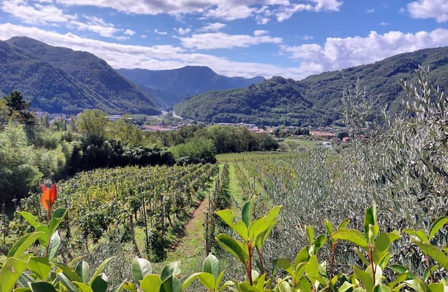 Farm Tenuta la Fratta