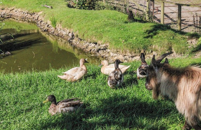 3 bedroom accommodation in Kings Nympton, near South Molton