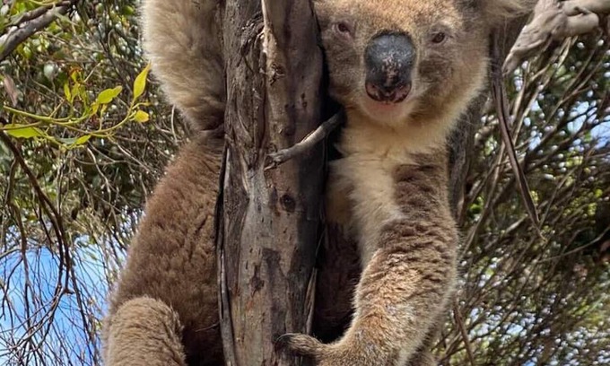 Newland House | Beonne the Bay at Vivonne Bay, Kangaroo Island